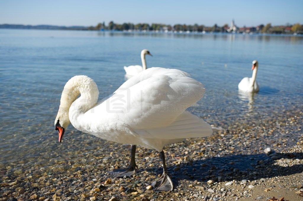 ¹Ľܱ߻ķ(Chiemsee)