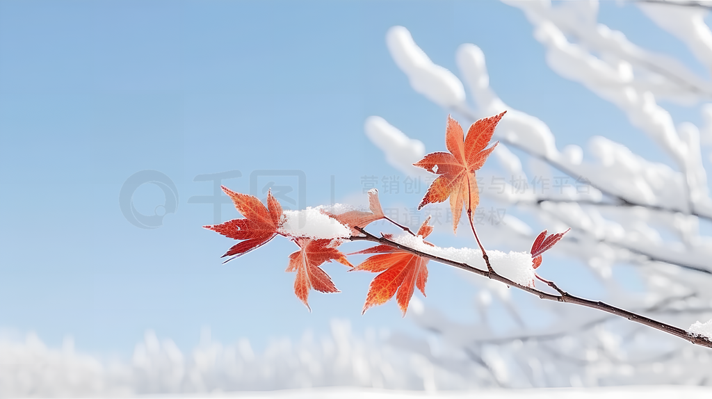 冬天小雪大雪雪地上的树叶自然风景图片