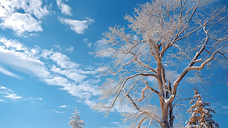 树和天空冬季雪景佳能真实摄影风景图