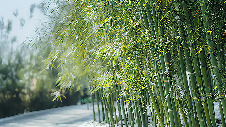 雪压竹子图片