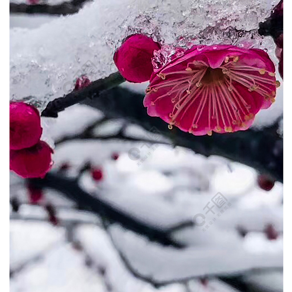 雪景梅花手机壁纸