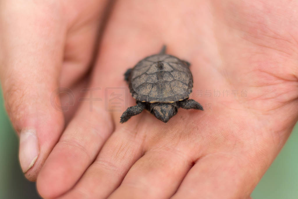 a small newborn turtle sits in the arms of a male fisherman who