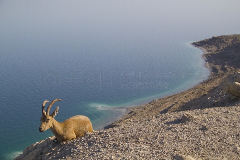 Ϣ nubain ibex ein ϣɫи