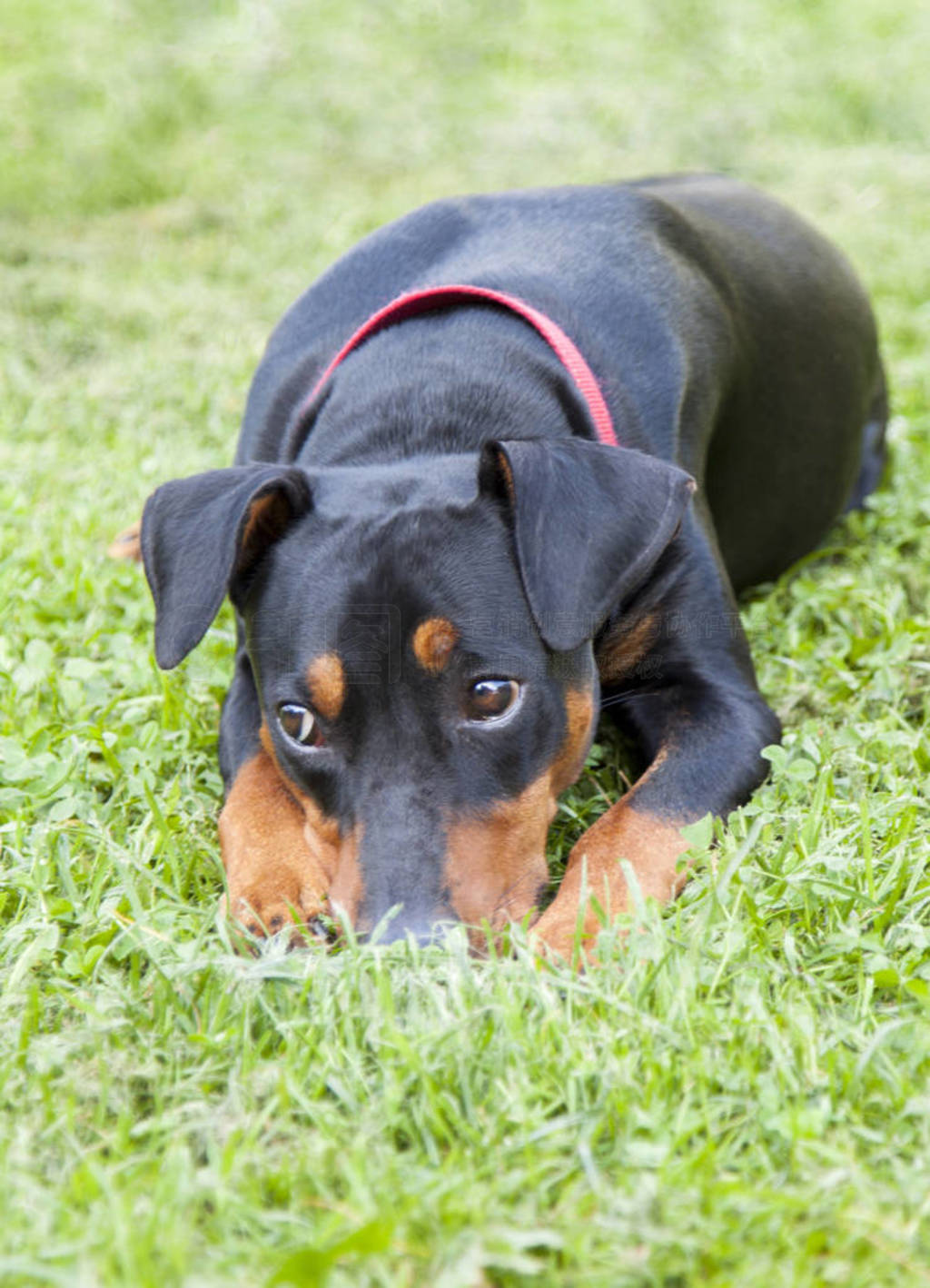 lonely sad German Pinscher lying on the lawn in the backyard of