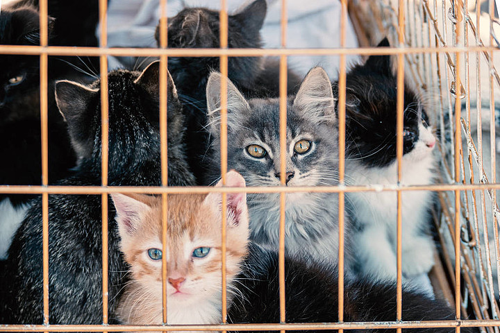 许多小猫在宠物集市的笼子里