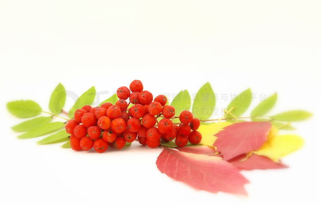 ɫ rowanberry Ҷ