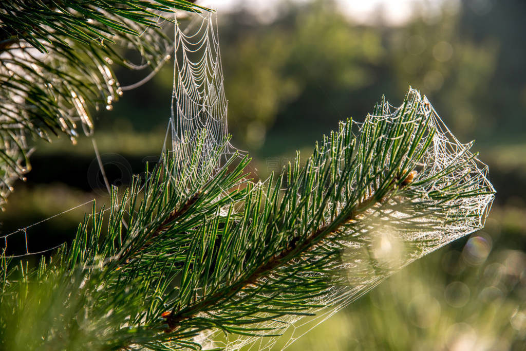 Spider web on the pine tree branch.