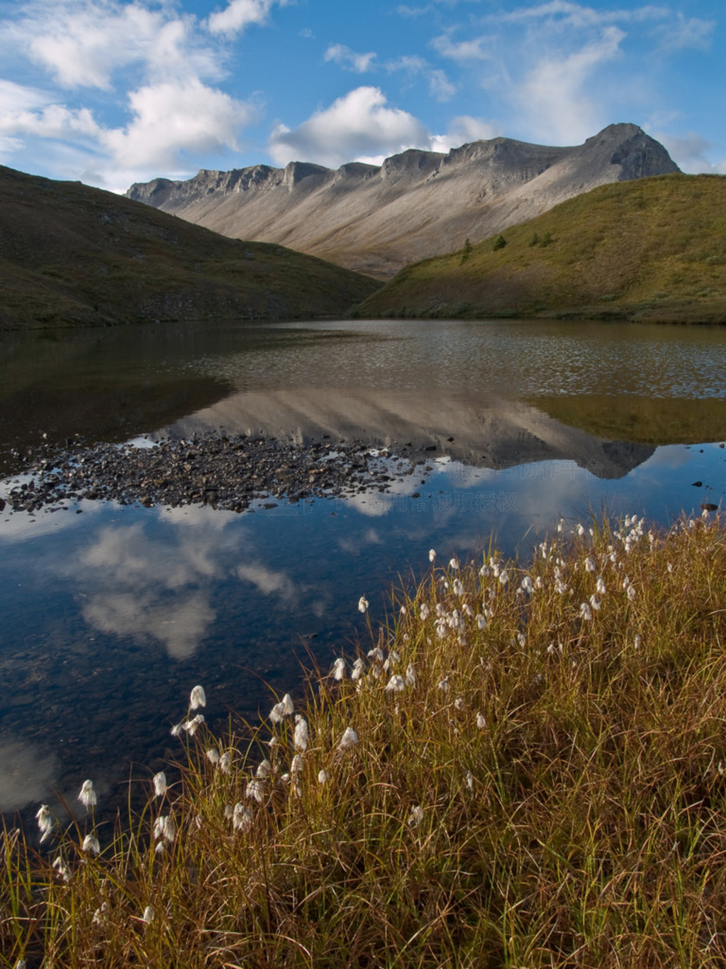  cottongrass