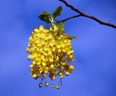 【链子花朵】图片免费下载_链子花朵素材_链子花朵模板-千图网