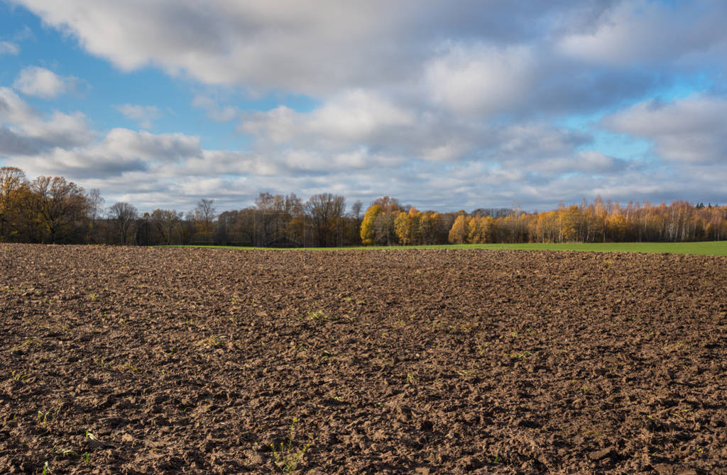 Field with autumnal trees.