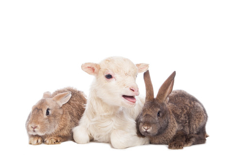 羊和兔子互相拥抱图片图片