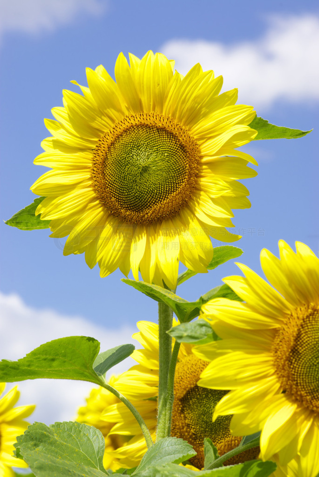 տ( sunflowerʸ )