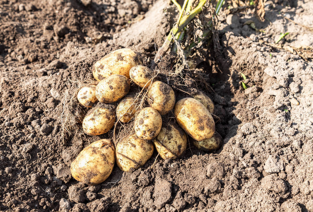 Potato harvest on the field