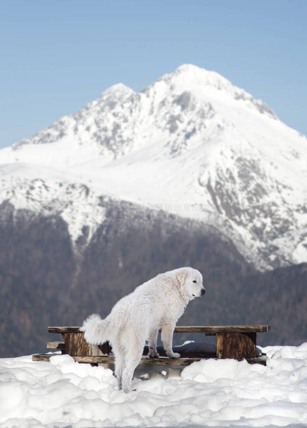 Maremma Ȯѩɽ