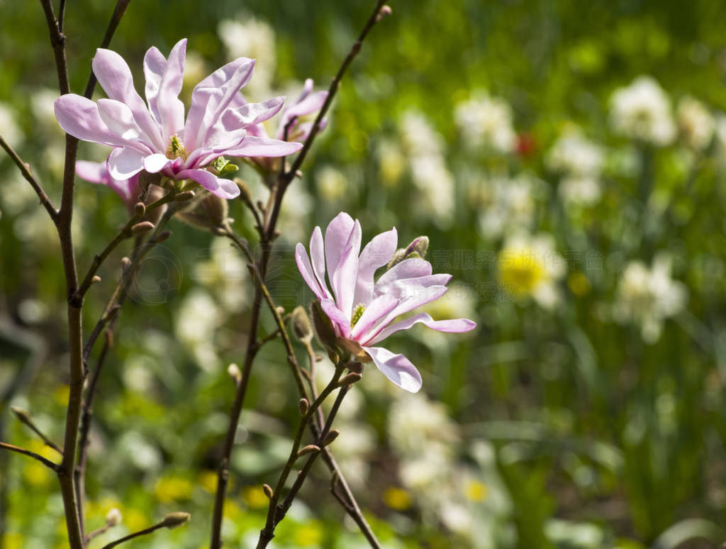 Blooming magnolia of the Leonard Messel species