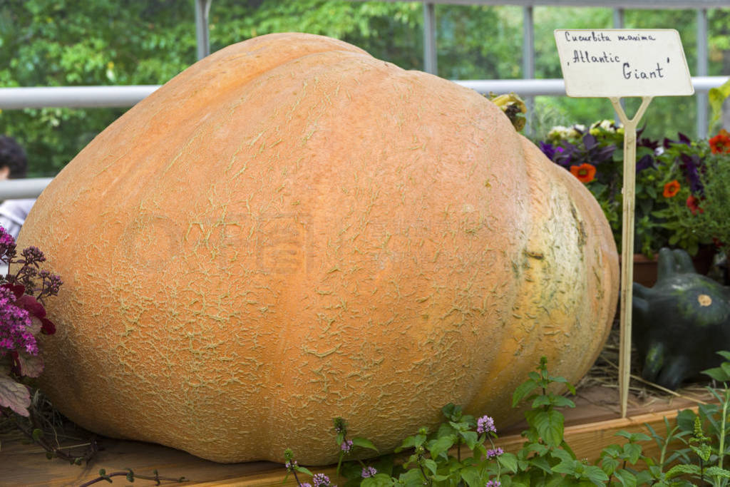 Pumpkin of the Atlantic Giant variety .