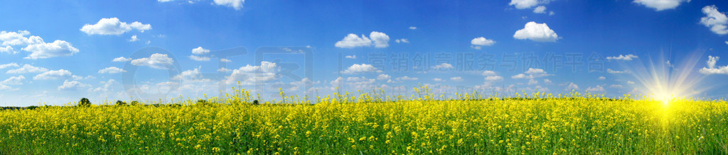 rapefield 