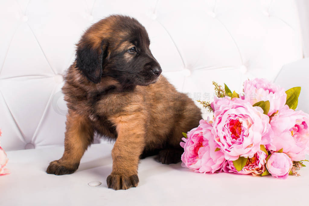 leonberger ڰɫɳϵС