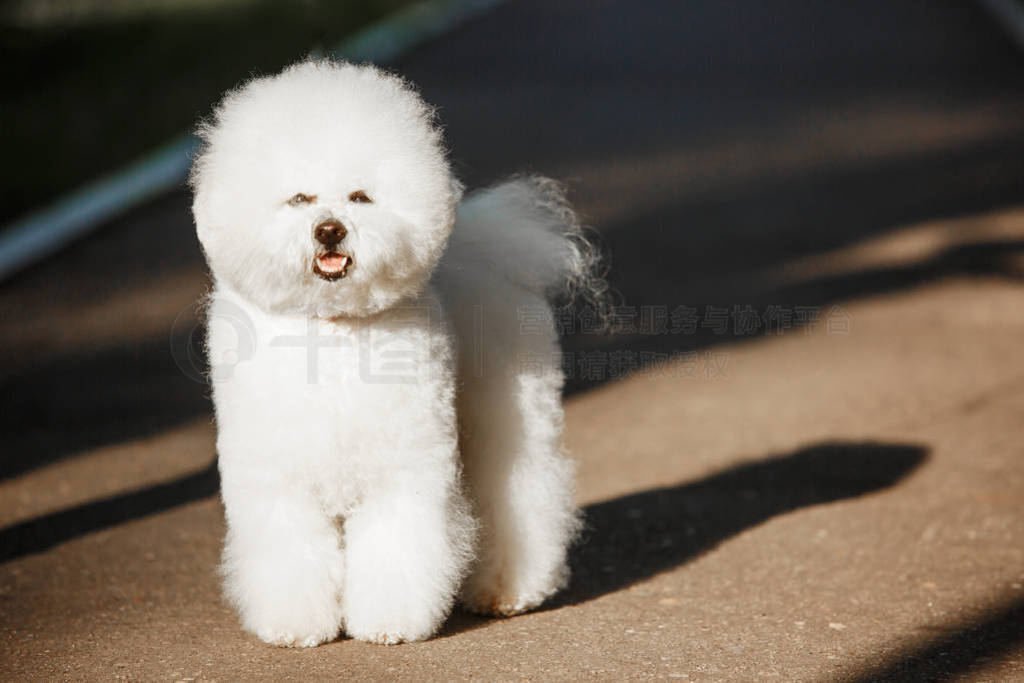 Bichon FrizeȻ