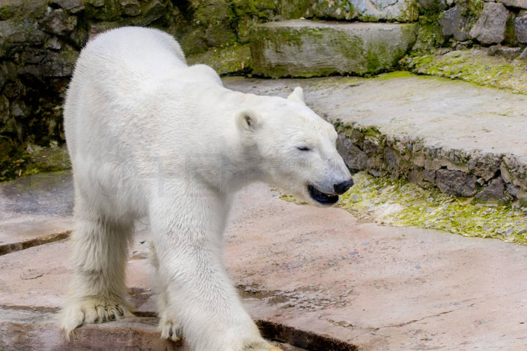 wild mammal animal polar bear in a zoo