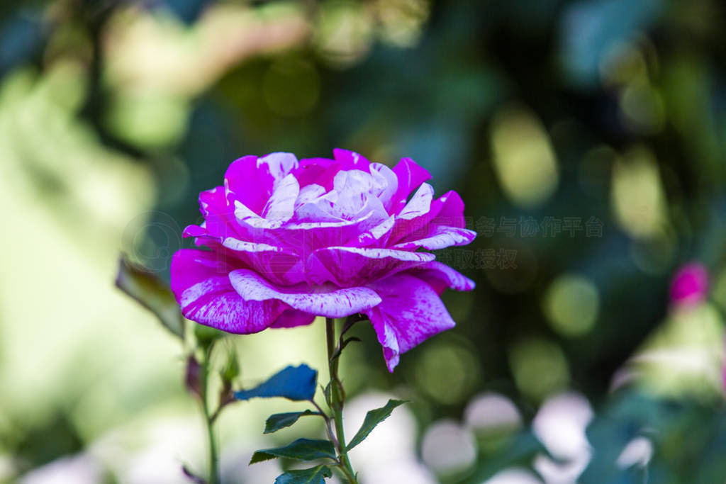 Close-up image of roses from the International Rose Garden in