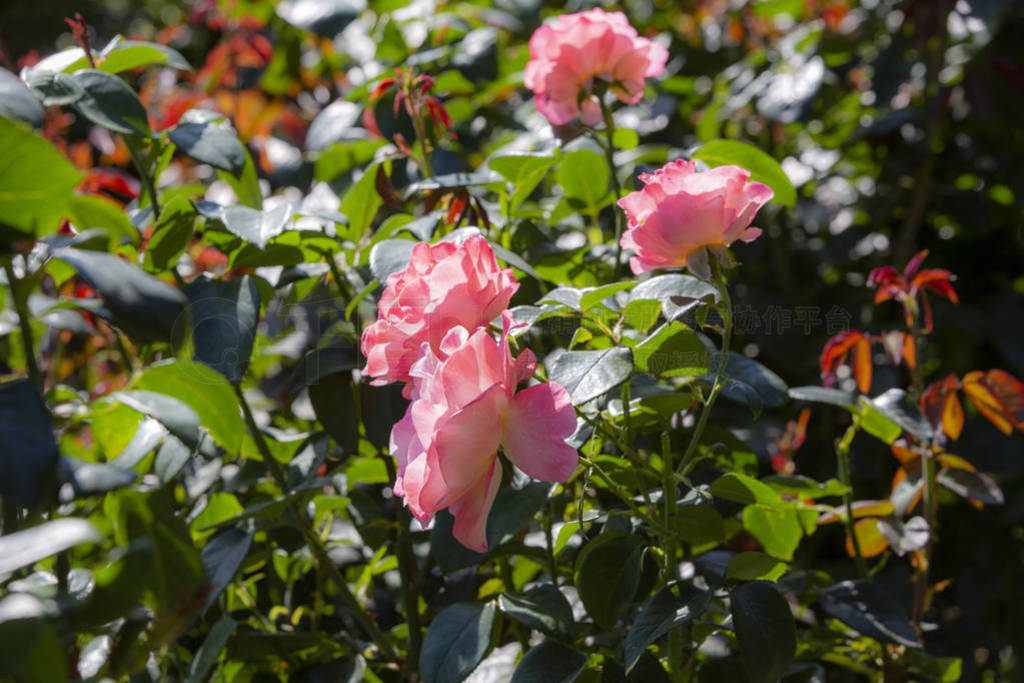 Close-up image of roses from the International Rose Garden in