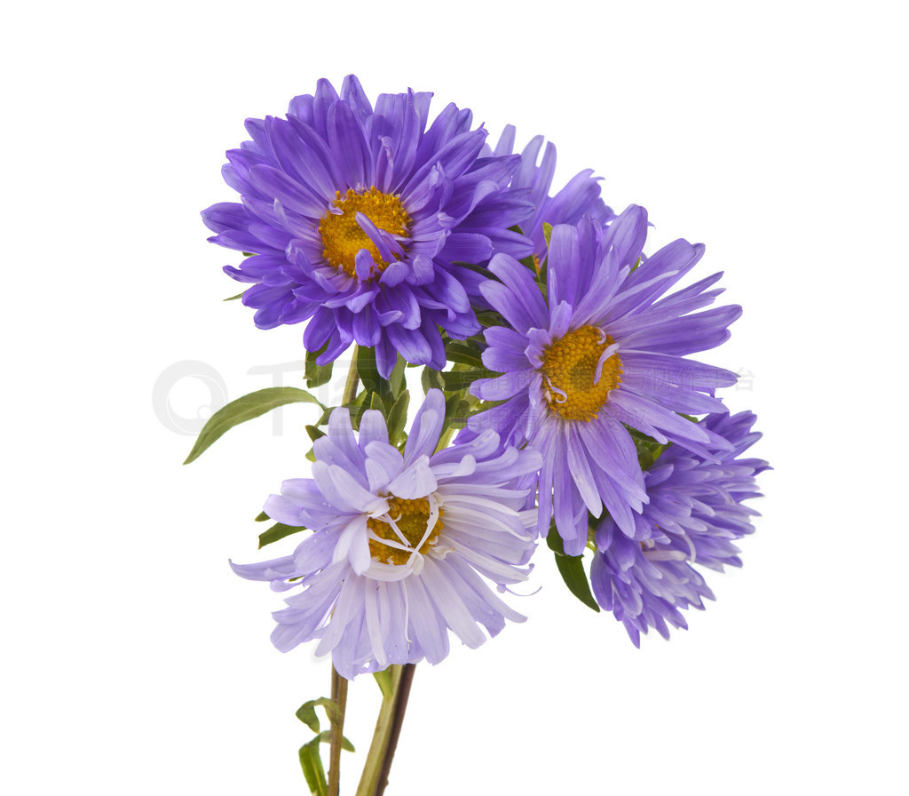 aster 