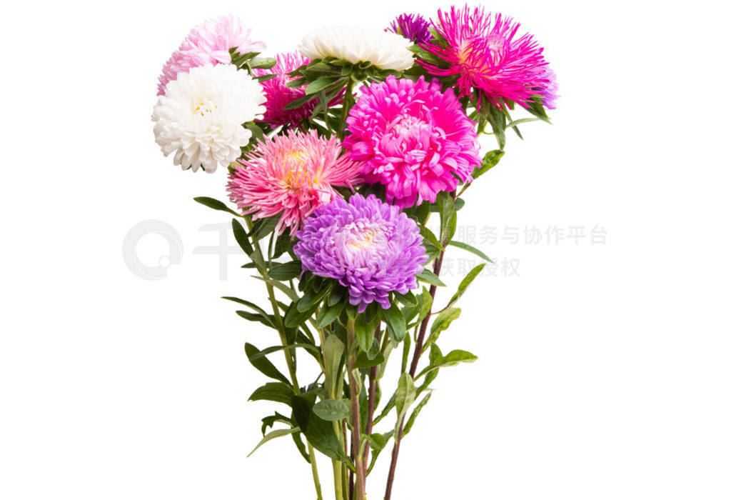 aster flower isolated