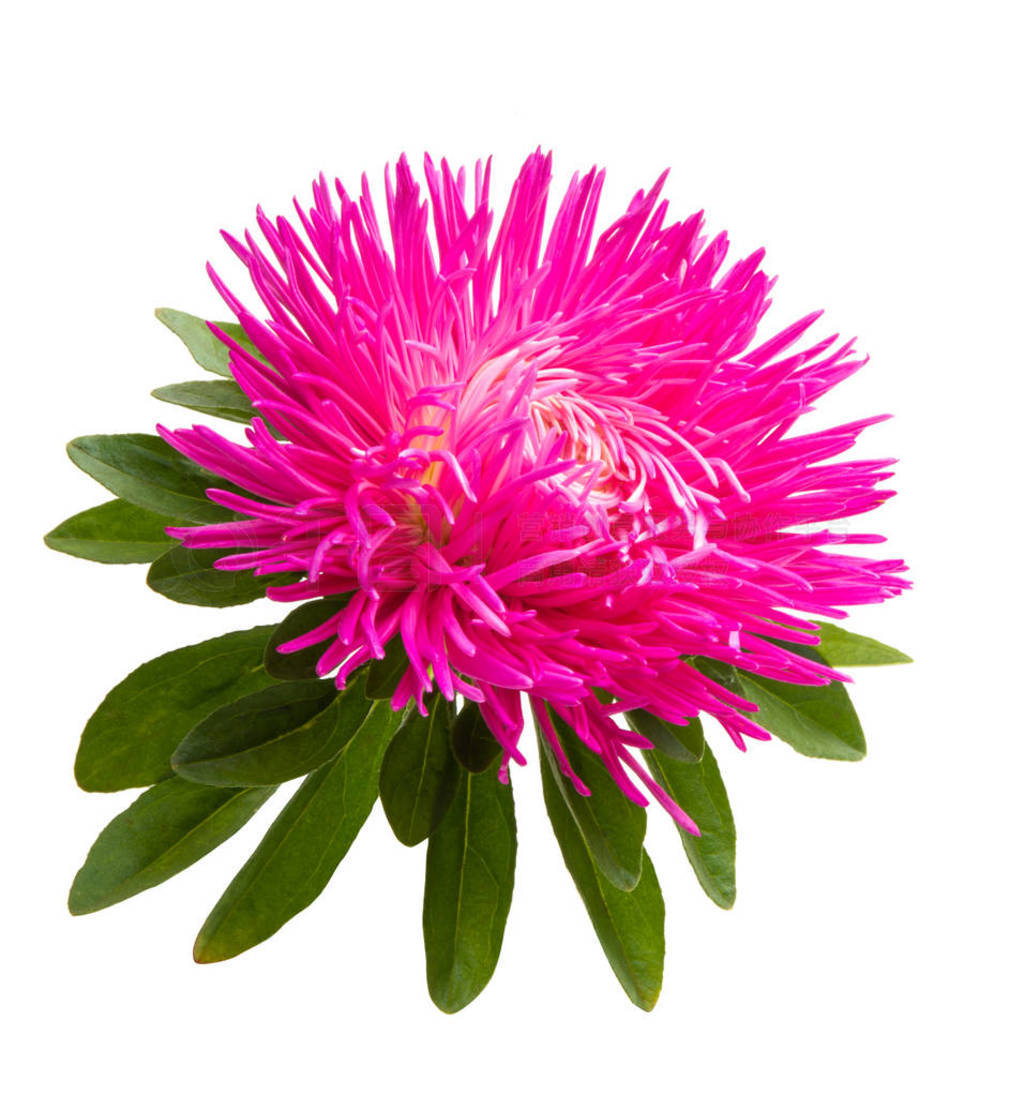 aster flower isolated