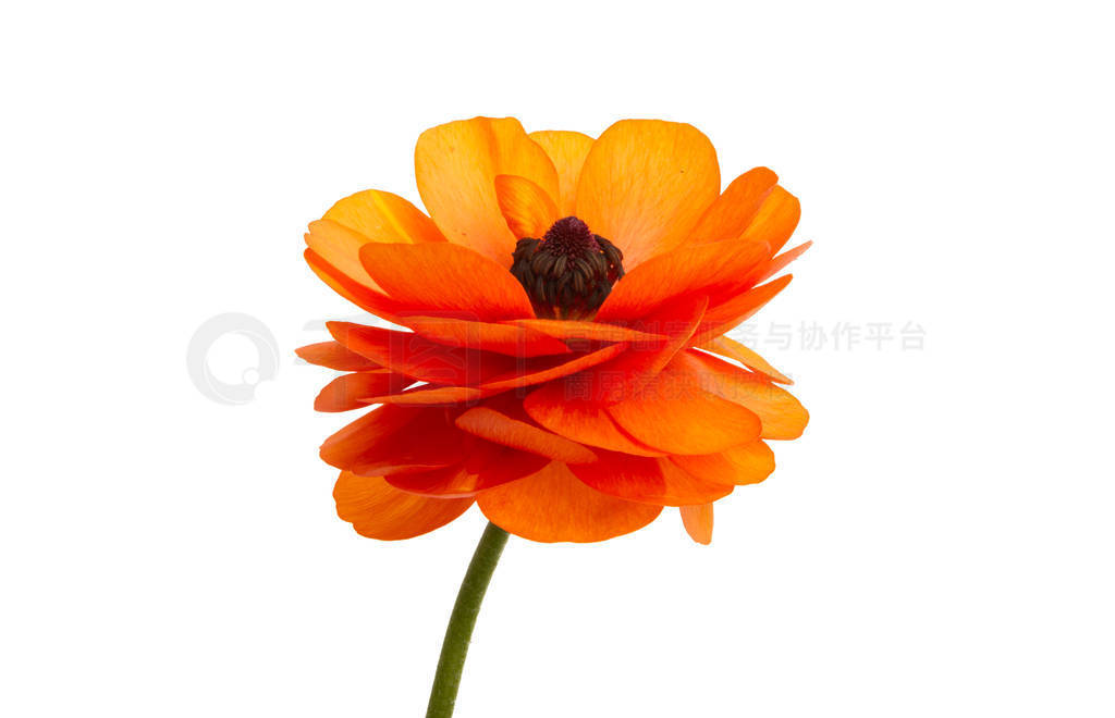 buttercup flower isolated