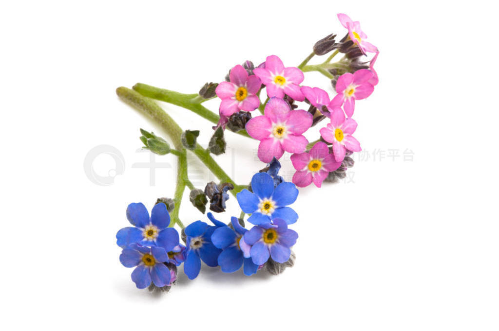 forget-me-not flower isolated
