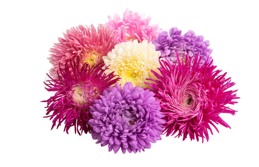 aster flowers isolated