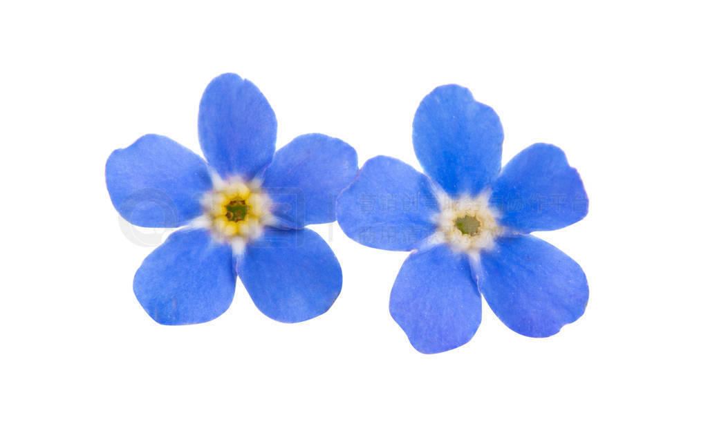 forget-me-not flowers isolated