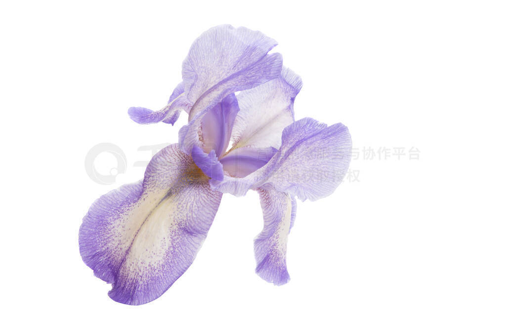 iris flower isolated