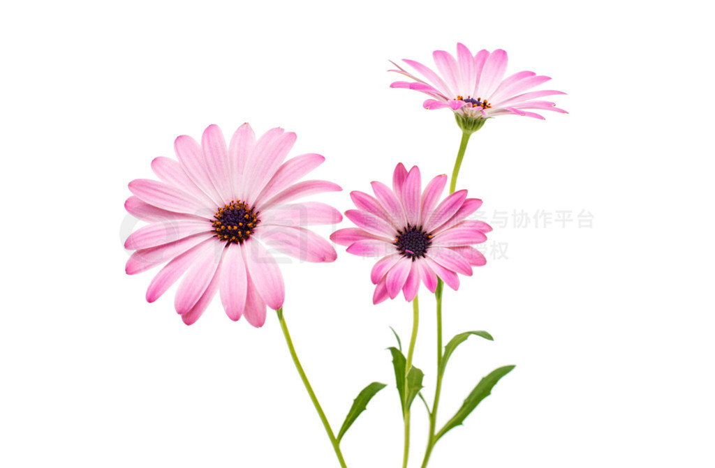 osteospermum ջ򺣽ǳջ