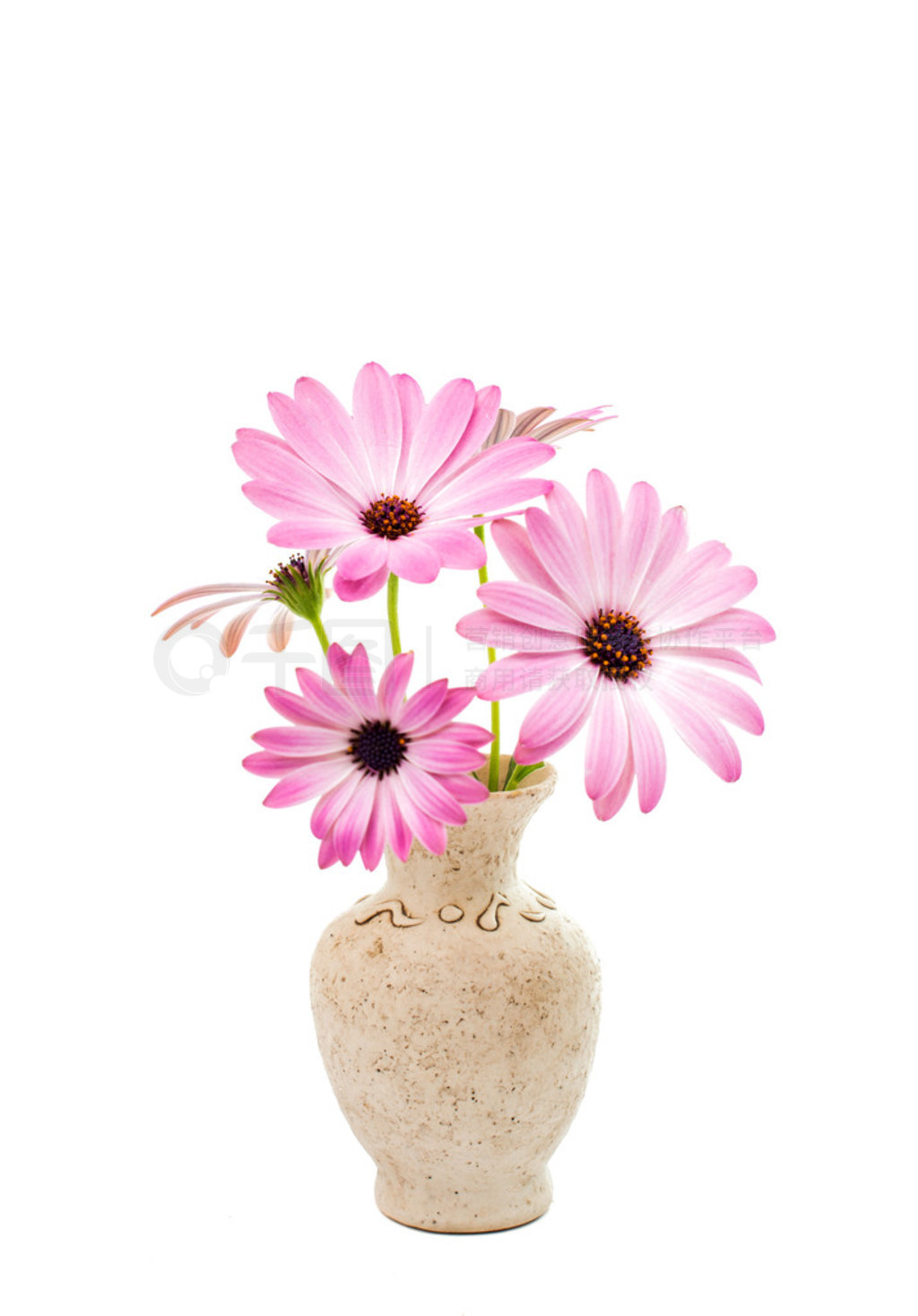 ɫͷɫ Osteospermum 