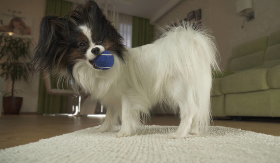 狗佩比伦在客厅的地毯上玩球