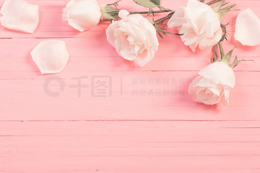 white roses on pink wooden background