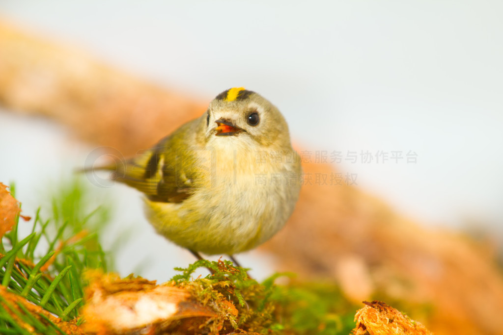 goldcrest ֦ϵİɫ