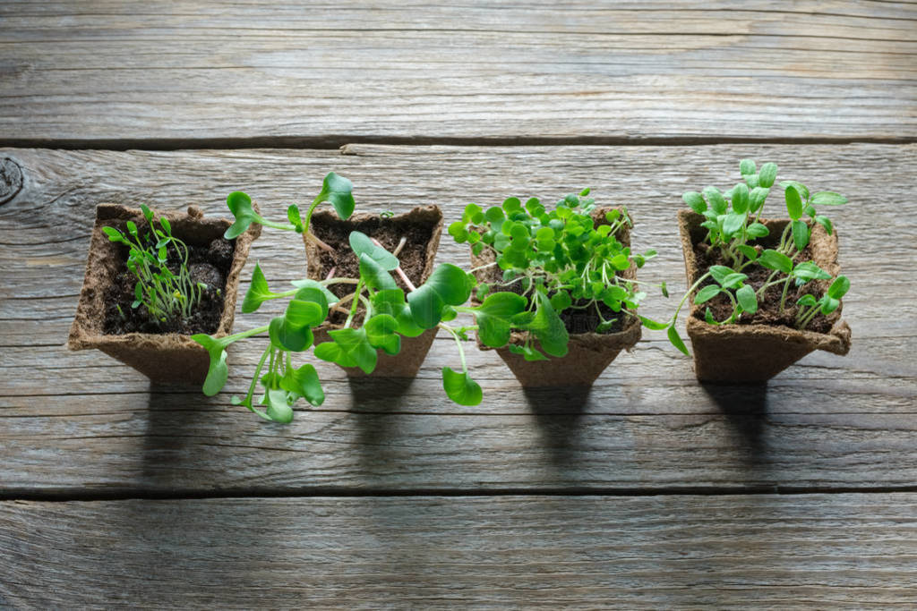 Green growing seedlings, sprouts of garden plants for planting.