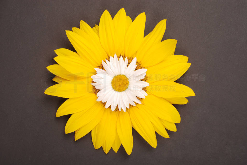 Beautiful daisy on sunflower