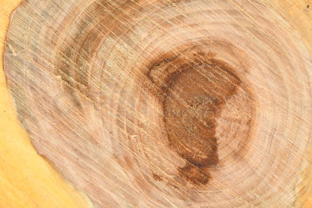 Top view of the surface of the fresh stump with annual rings clo