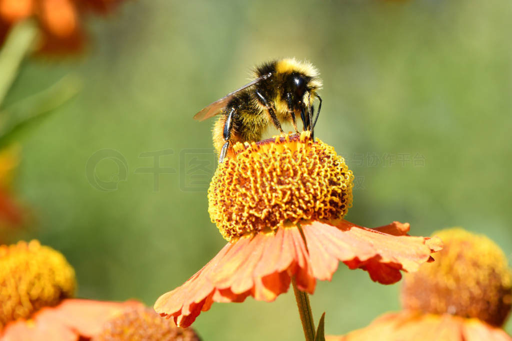 Fluffy bumblebee on juicy orange flower with yellow center and v