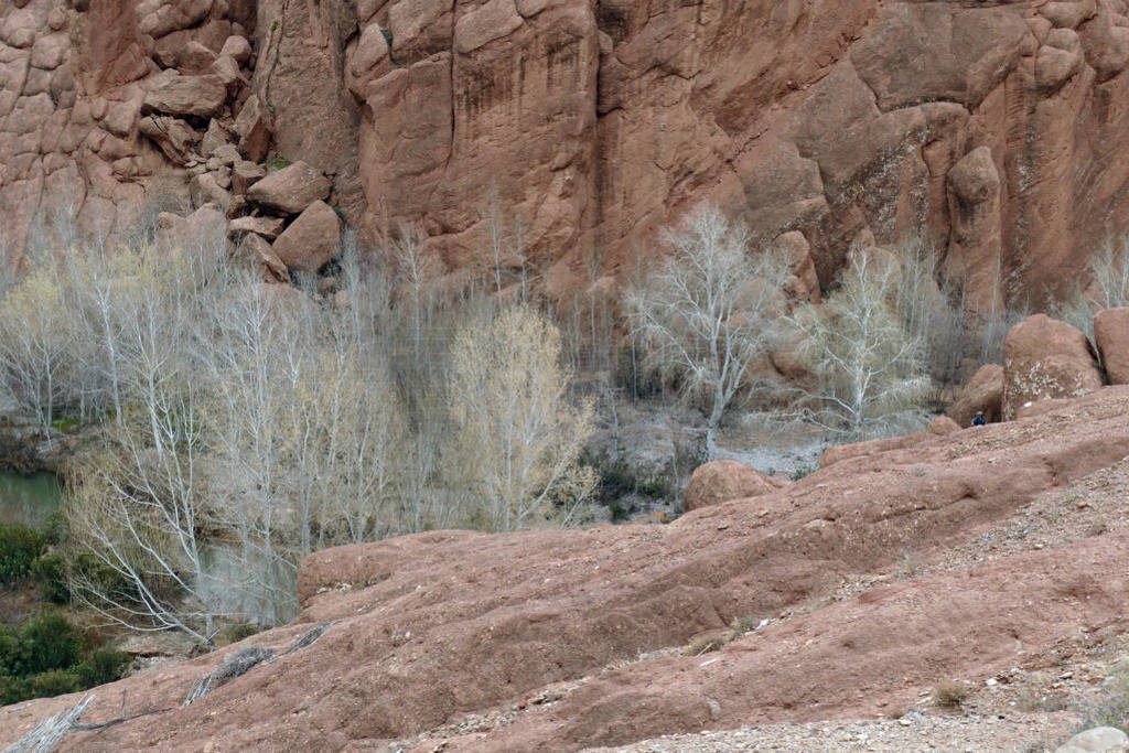 Spring willows and deformed rocky hills