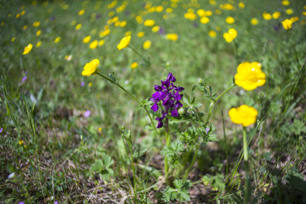 Ranunculus and anacamptis morio, the green-winged orchid