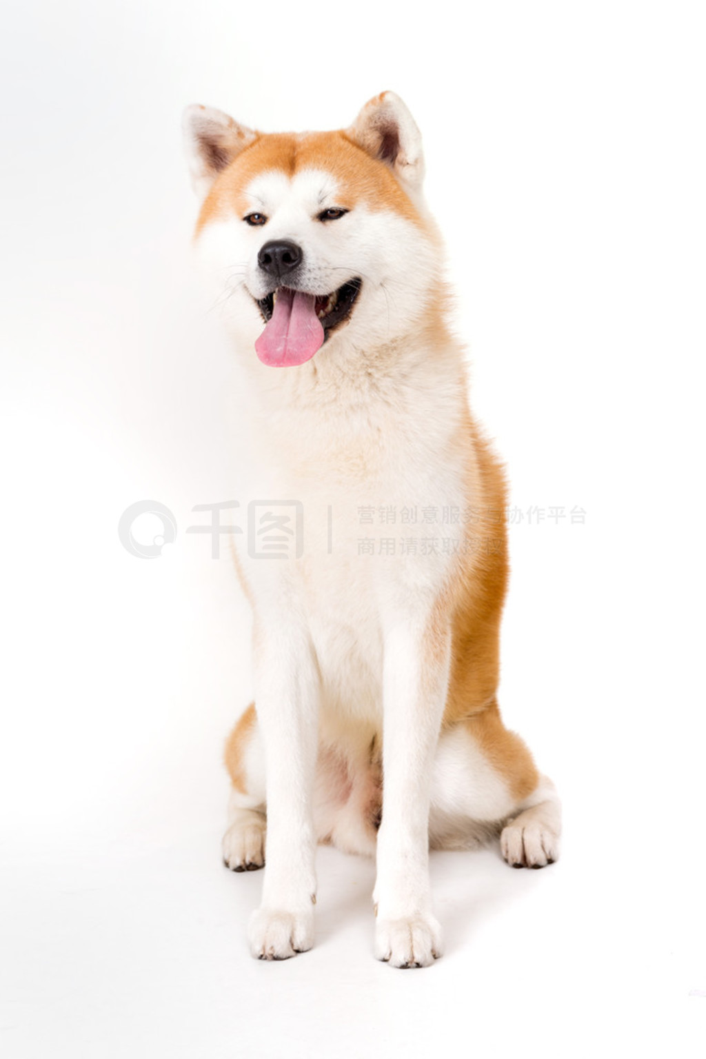  inu