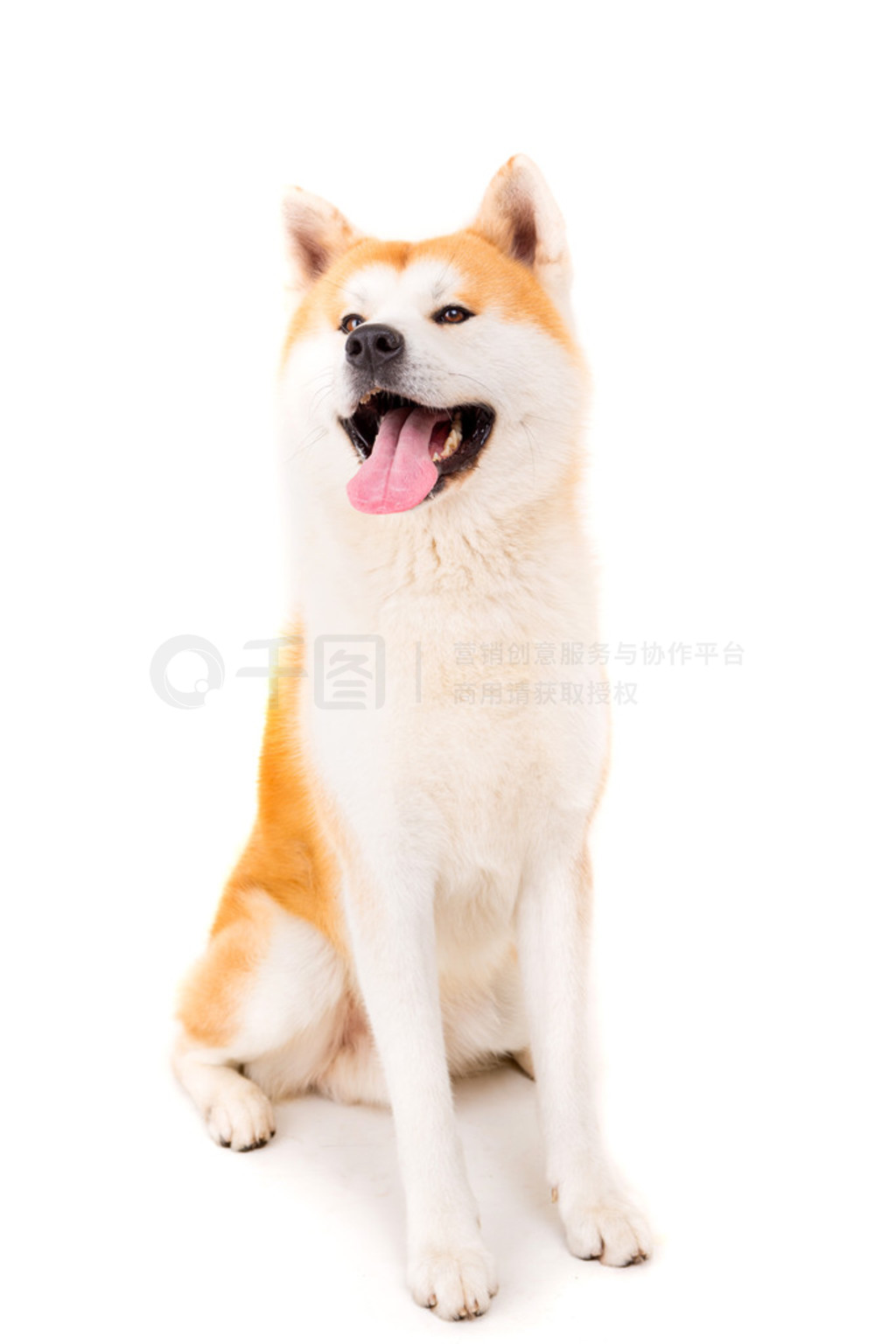  inu