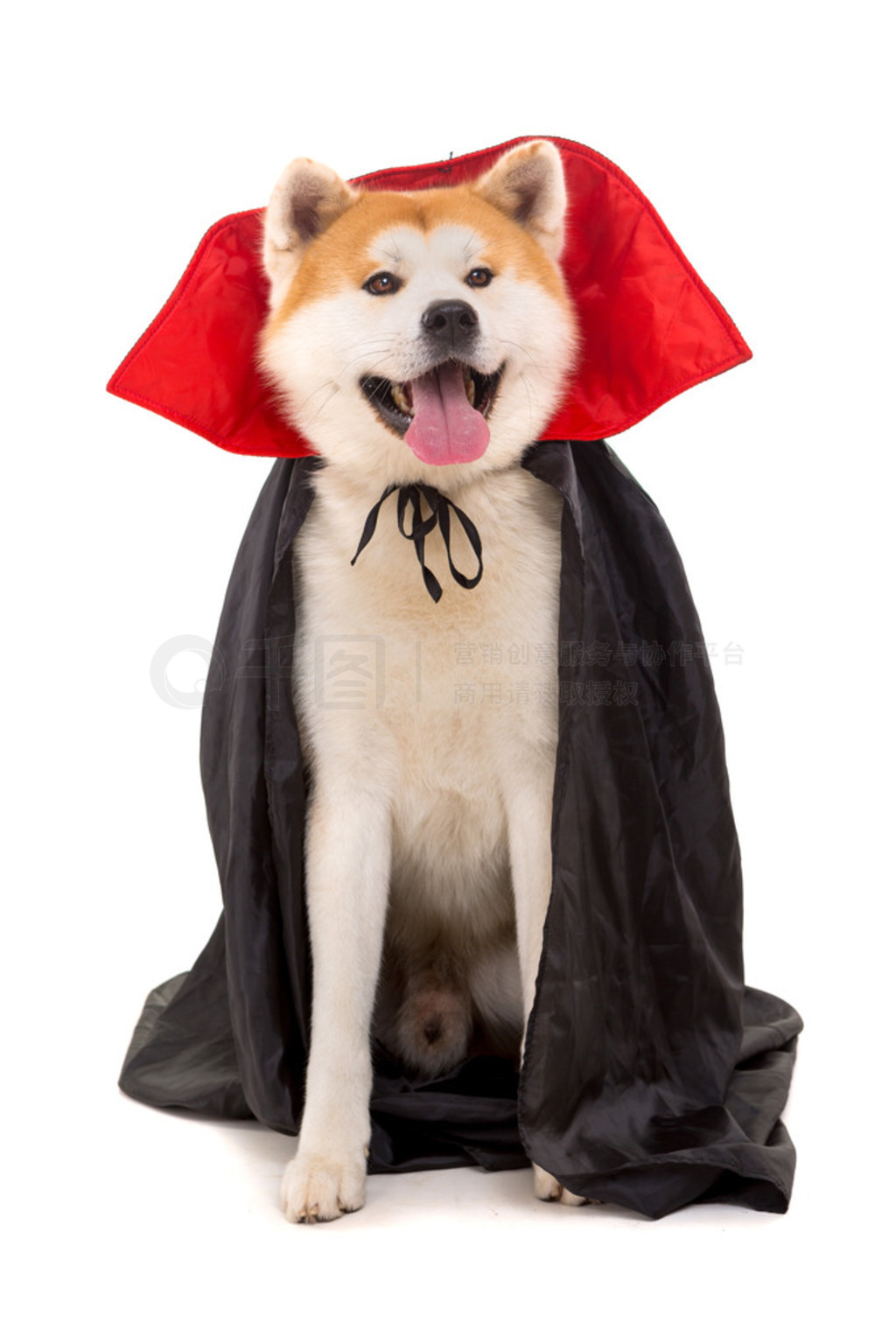  inu