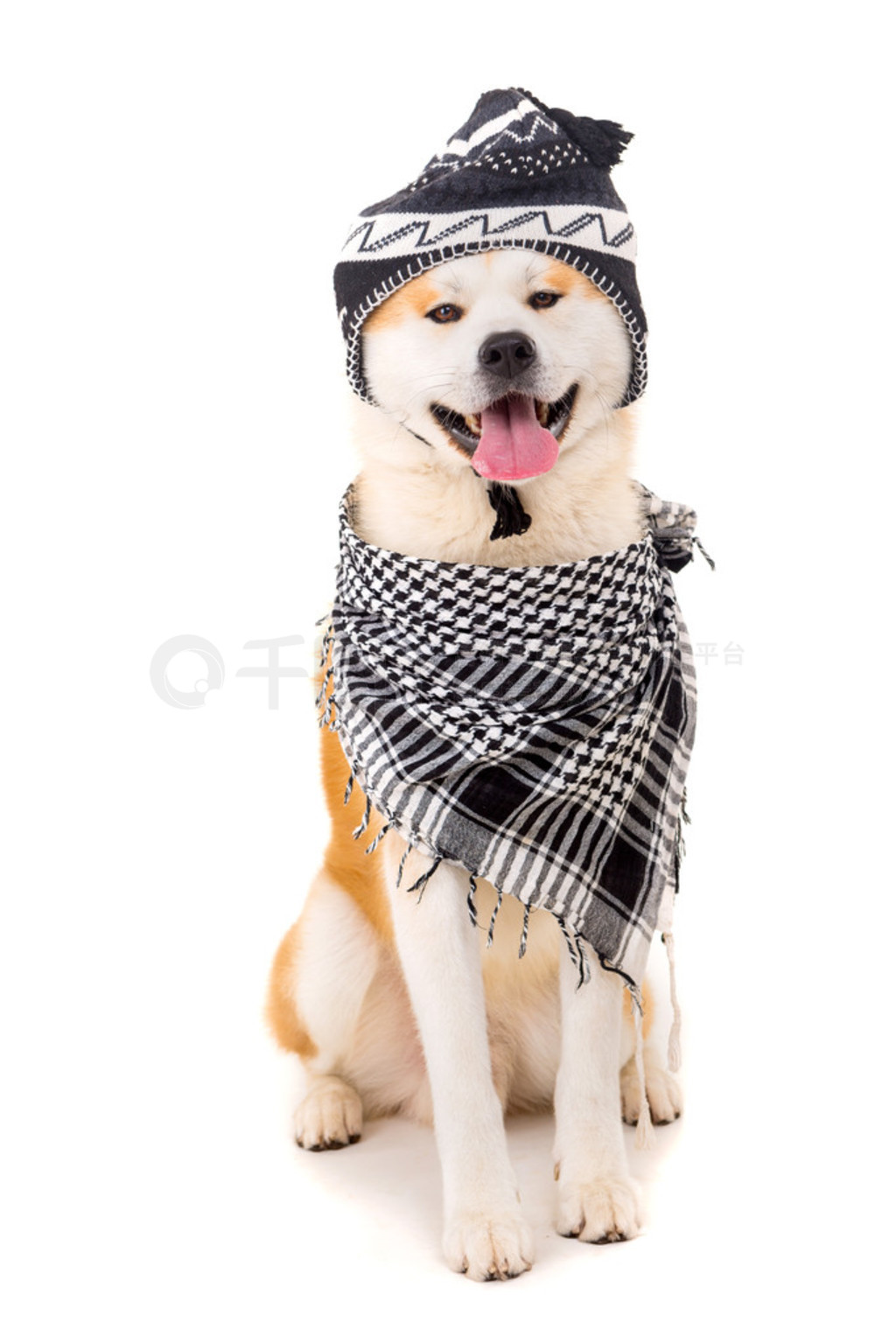  inu