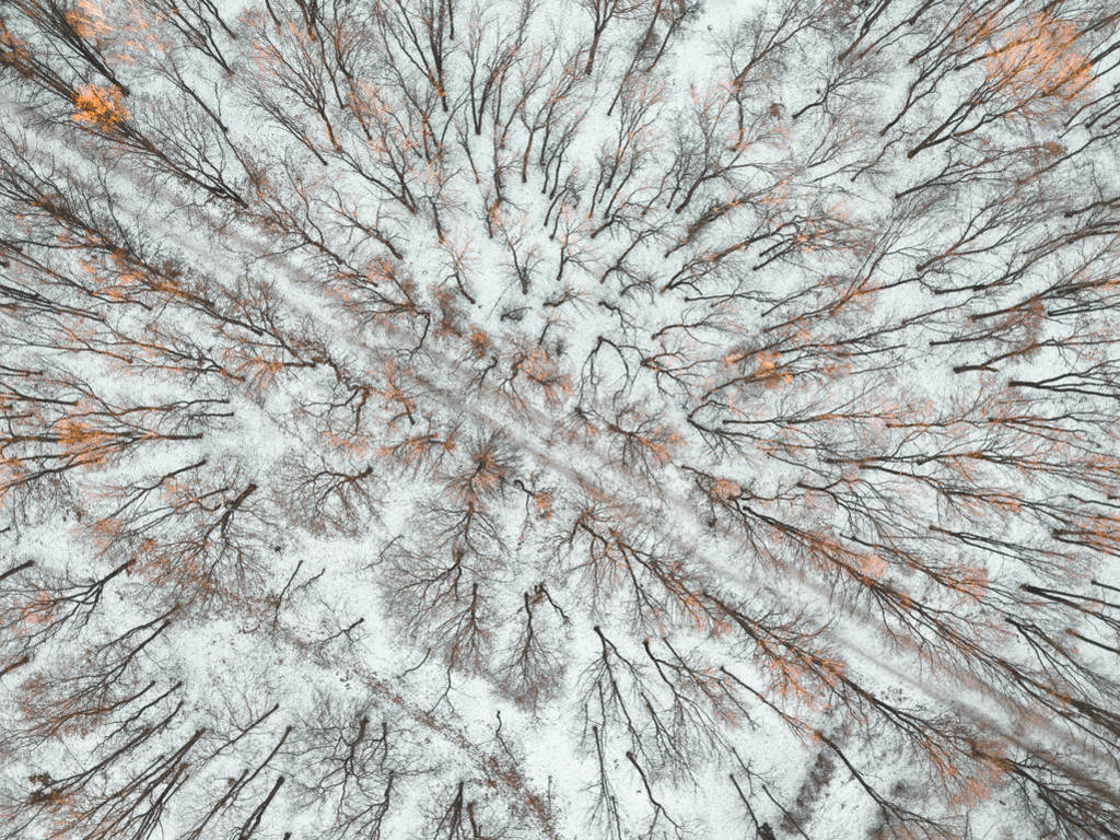 Winter forest. Top view from drone